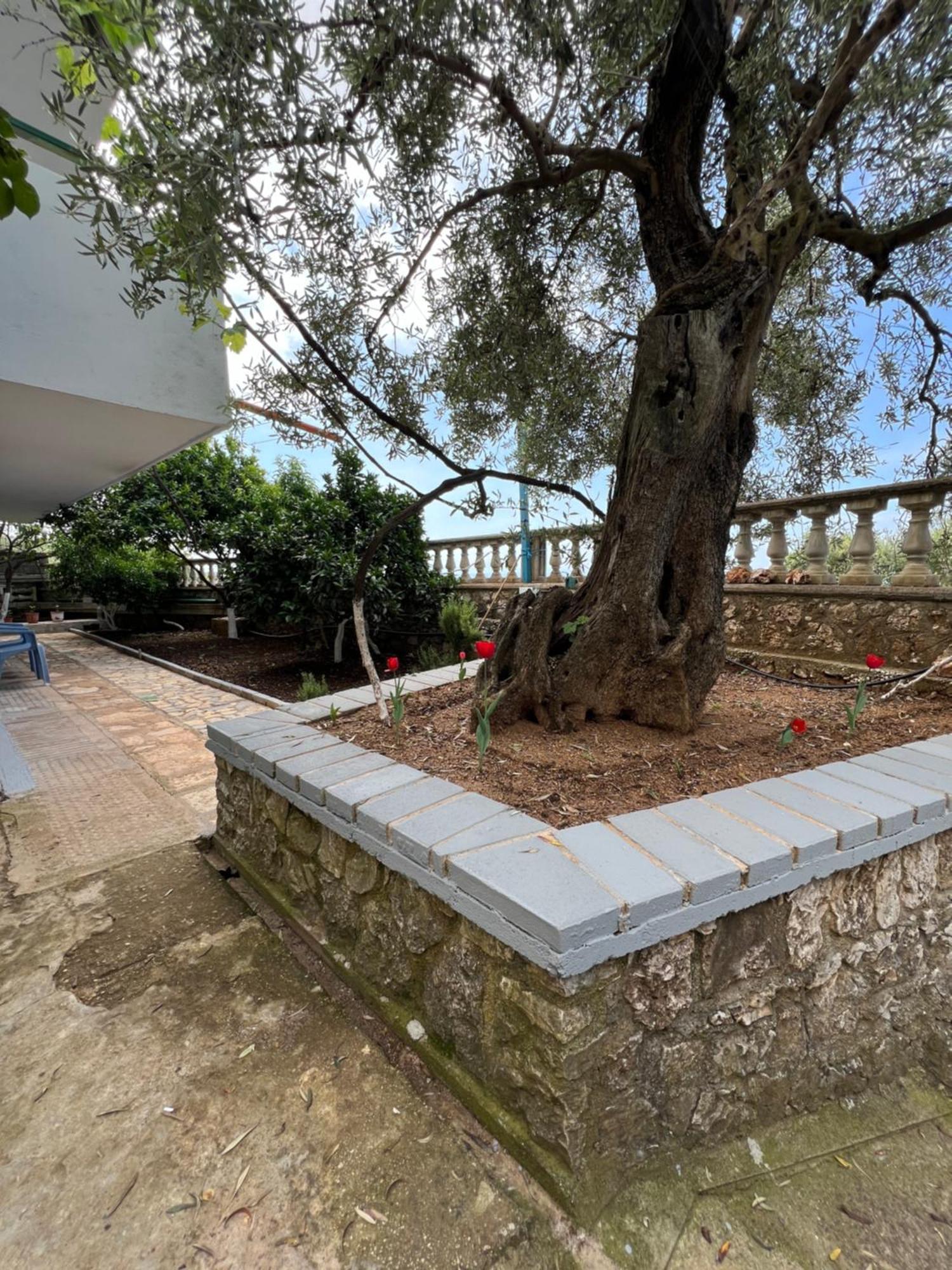 Petra Oliva Apartment Dhërmi Exteriör bild